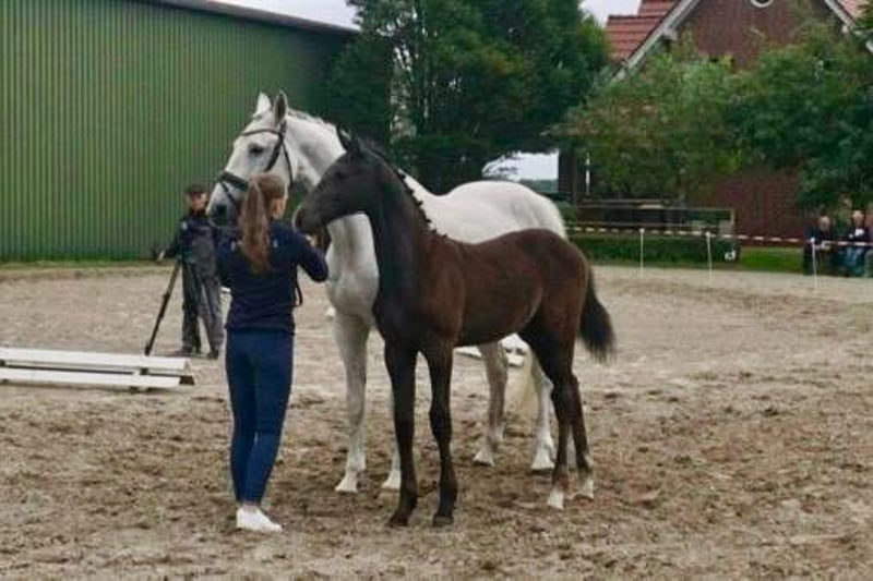 Oldenburger Springpferd, Hengst in Wittmund