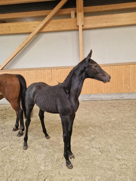 Oldenburger Springpferd, Hengst in Dahlenburg