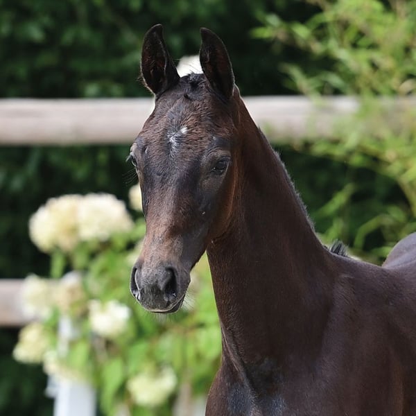 Oldenburger Springpferd, Hengst in Dahlenburg
