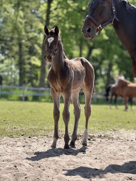 Oldenburger Springpferd, Hengst in Versmold
