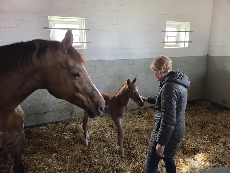 Oldenburger Springpferd, Stute in Löningen