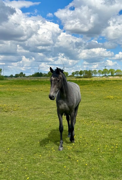 Oldenburger Springpferd, Stute in Mildstedt