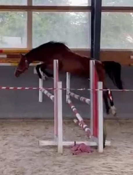 Oldenburger Springpferd, Stute in Papenhagen