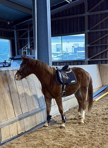 Oldenburger Springpferd, Stute in Altusried
