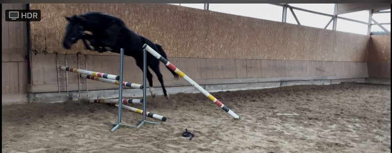 Oldenburger Springpferd, Stute in Freudenberg