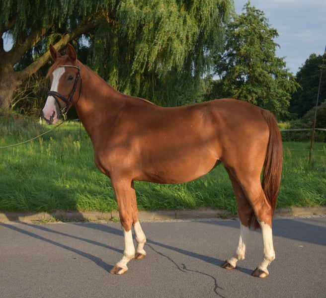 Oldenburger Springpferd, Stute in Wittstock/Dosse
