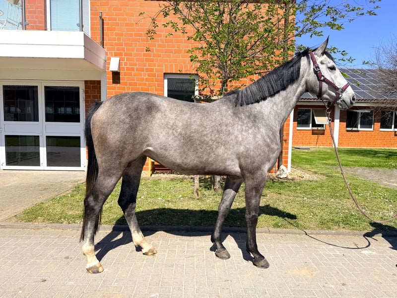 Oldenburger Springpferd, Stute in Zülpich