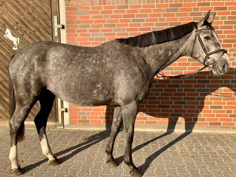Oldenburger Springpferd, Stute in Neetze