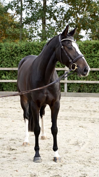 Oldenburger Springpferd, Stute in Lohne (Oldenburg)