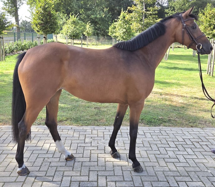 Oldenburger Springpferd, Stute in Wettrup