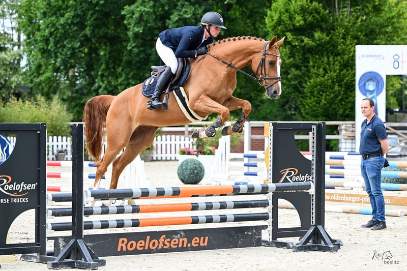 Oldenburger Springpferd, Stute in Bad Bentheim