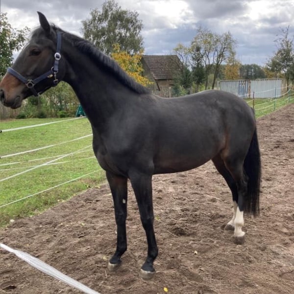 Oldenburger Springpferd, Stute in Friedland
