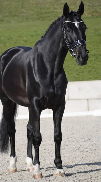 Oldenburger Springpferd, Stute in Nettersheim