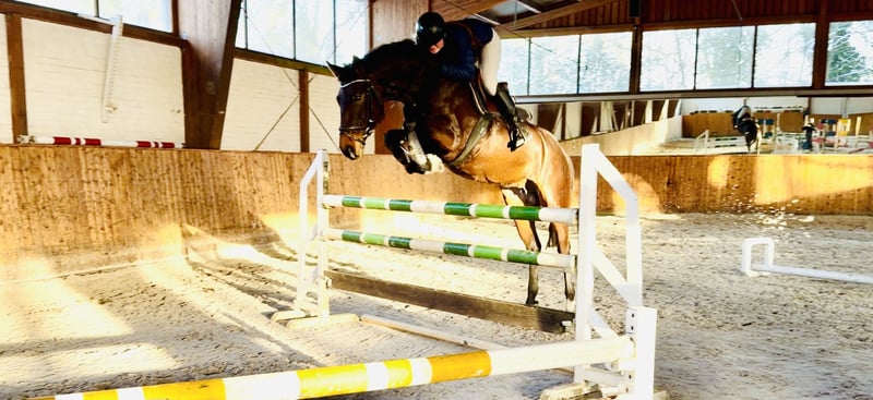 Oldenburger Springpferd, Stute in Celle