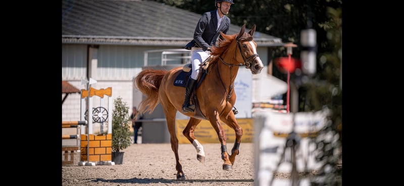 Oldenburger Springpferd, Stute in Gießen