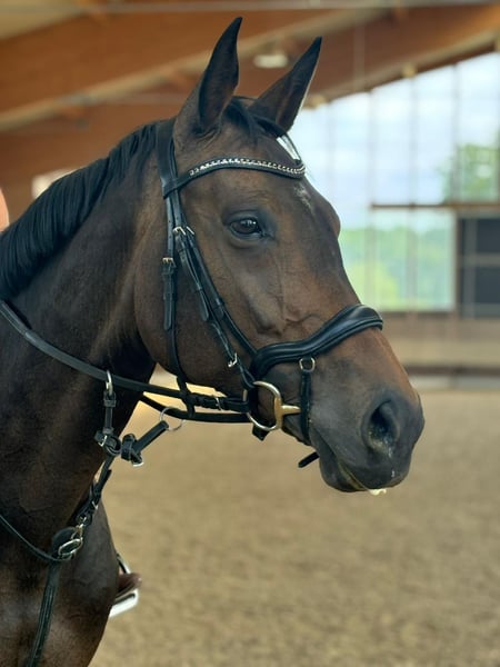 Oldenburger Springpferd, Stute in HeilbronnHeilbronn