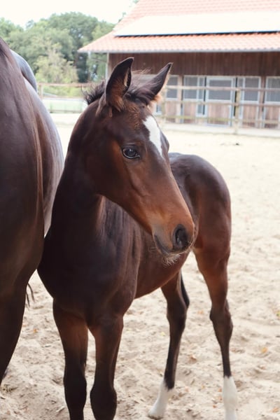 Oldenburger Springpferd, Stute in Löningen