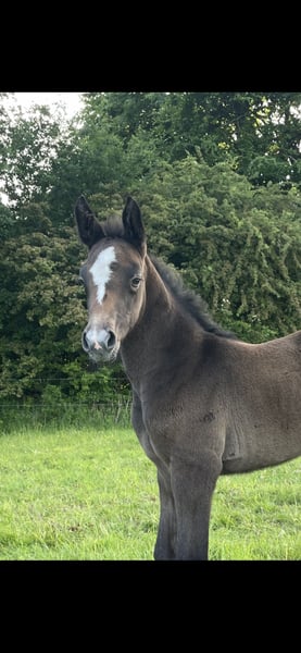 Oldenburger Springpferd, Stute in Handewitt
