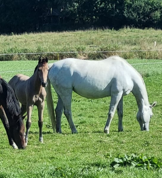 Oldenburger Springpferd, Stute in Langstedt