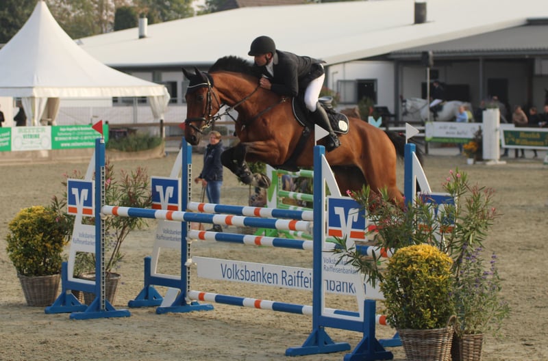 Oldenburger Springpferd, Wallach in Tangstedt