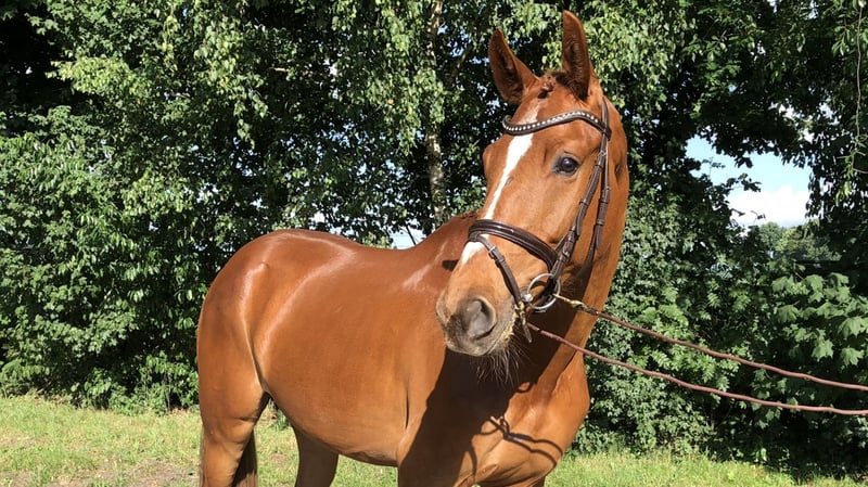 Oldenburger Springpferd, Wallach in Lähden