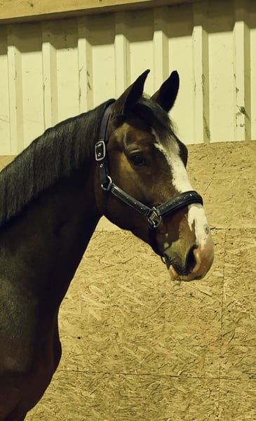 Oldenburger Springpferd, Wallach in Löningen