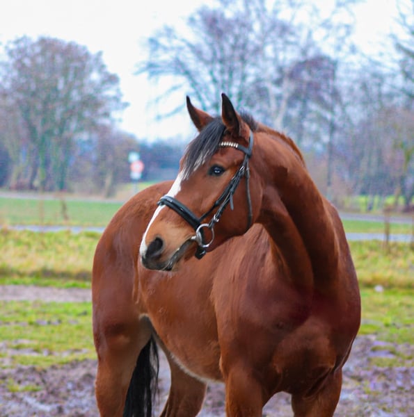 Oldenburger Springpferd, Wallach in Weiterstadt