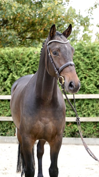 Oldenburger Springpferd, Wallach in Lohne (Oldenburg)