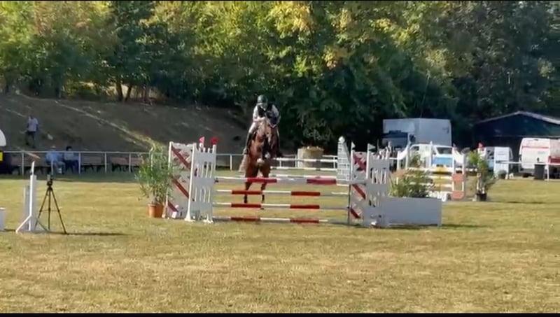 Oldenburger Springpferd, Wallach in Welbsleben
