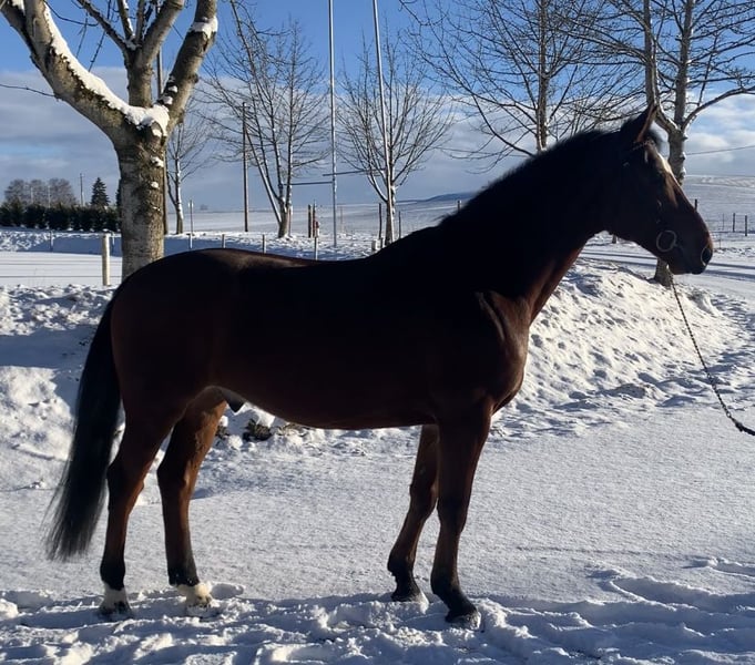 Oldenburger Springpferd, Wallach in Altusried