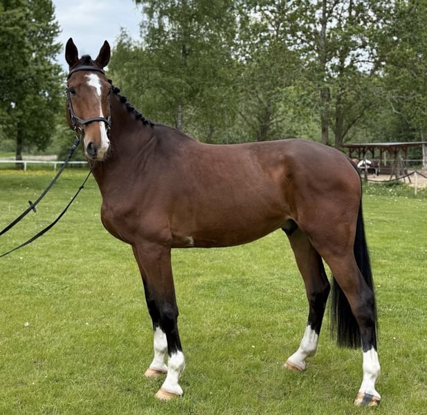 Oldenburger Springpferd, Wallach in Erkelenz