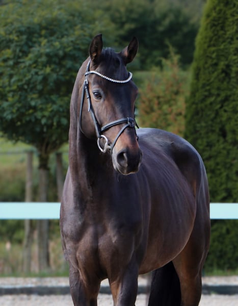Oldenburger Springpferd, Wallach in Schwäbisch Hall