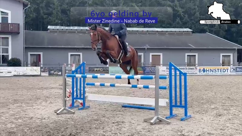 Oldenburger Springpferd, Wallach in Gadow