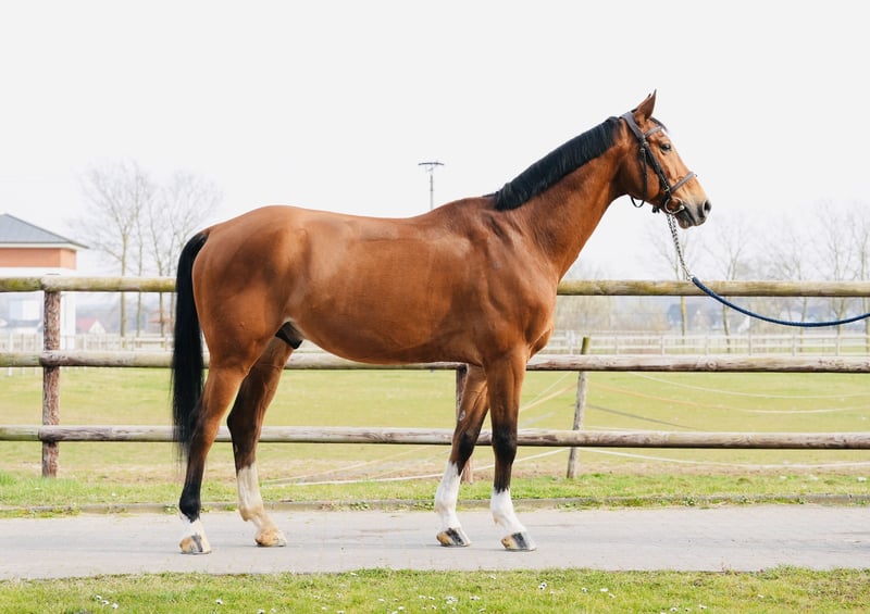 Oldenburger Springpferd, Wallach in Zülpich