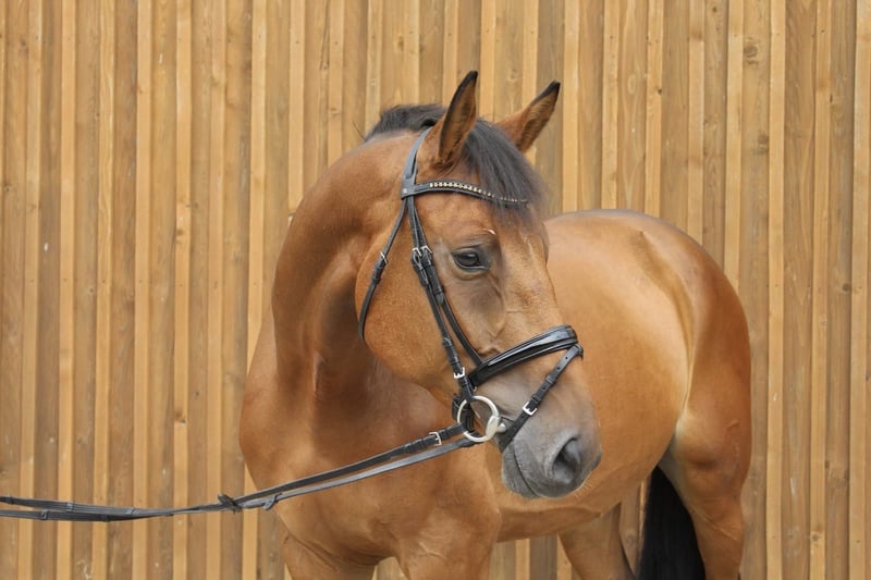 Oldenburger Springpferd, Wallach in Langlingen