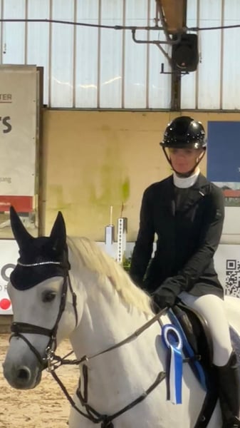 Oldenburger Springpferd, Wallach in WardenburgWardenburg