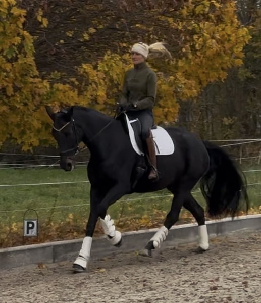 Oldenburger, Stute in Schönwalde-Glien OT Pausin