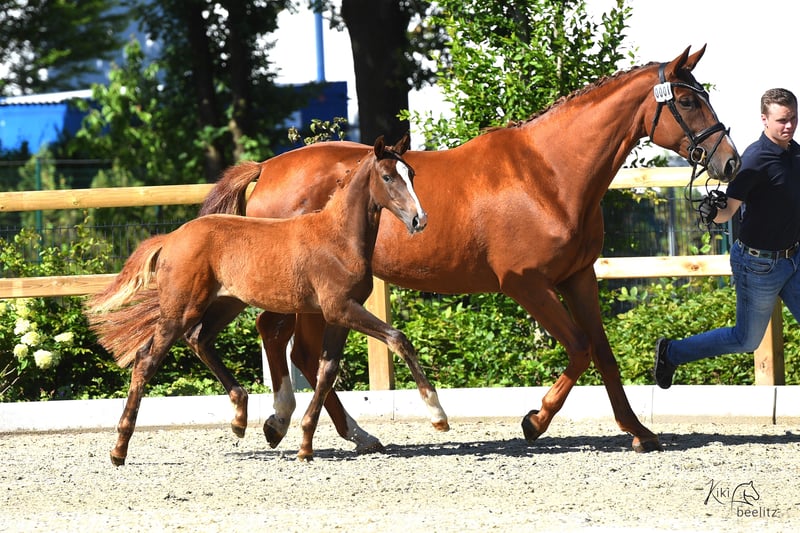 Oldenburger, Stute in BROCKUM