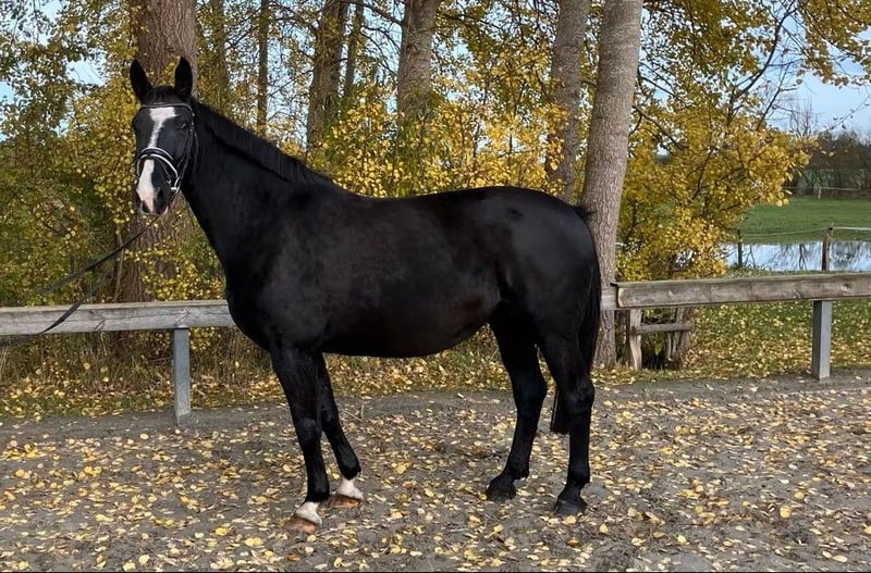 Oldenburger, Stute in Süderlügum