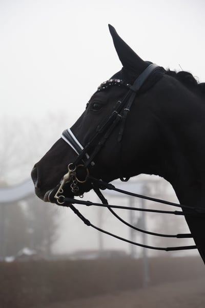 Oldenburger, Stute in Bonn
