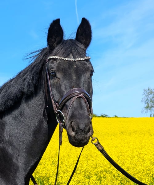 Oldenburger, Stute in Hankensbüttel