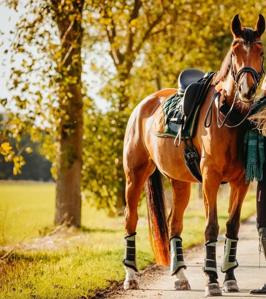 Oldenburger, Stute in Wanfried