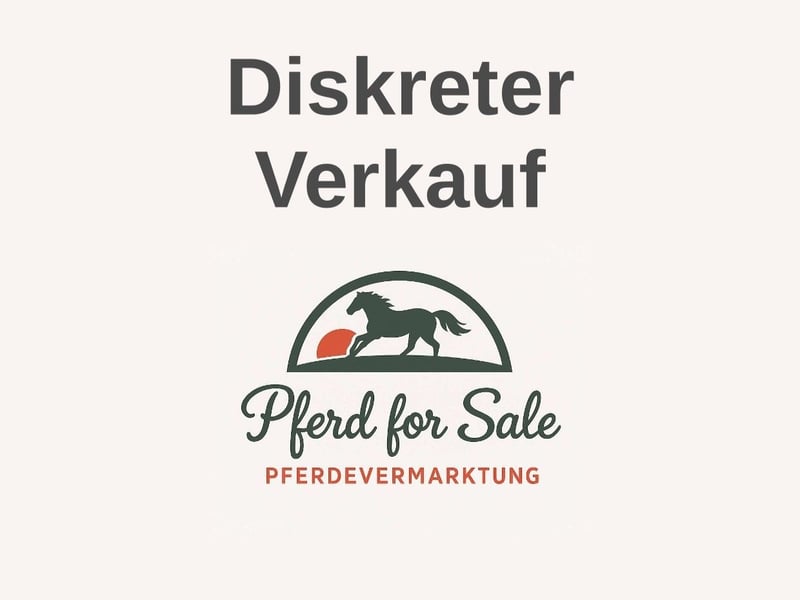 Oldenburger, Stute in Hannover