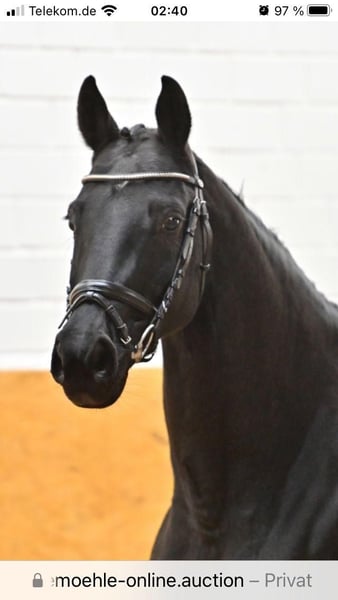 Oldenburger, Stute in Gilching