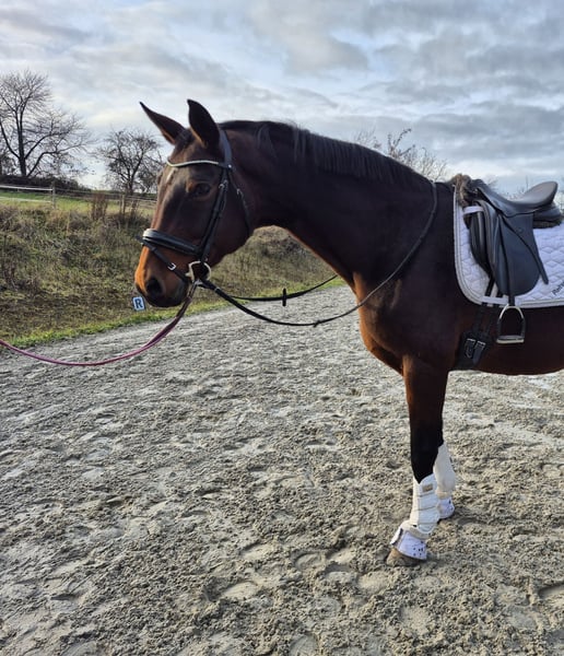 Oldenburger, Stute in Bruchsal