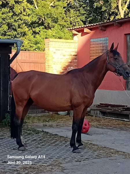 Oldenburger, Stute in Möckern
