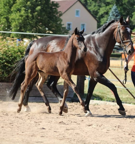 Oldenburger, Stute in Immenreuth