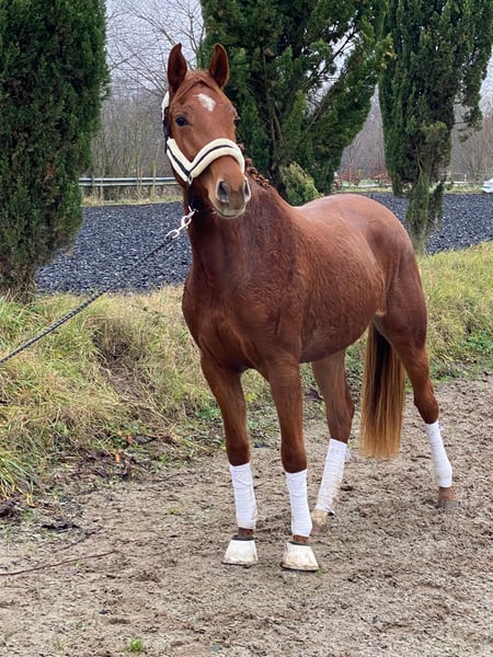 Oldenburger, Stute in Mühlhausen