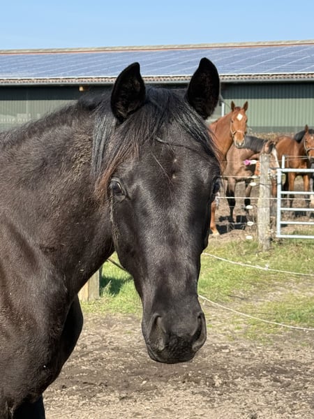 Oldenburger, Stute in Langwedel