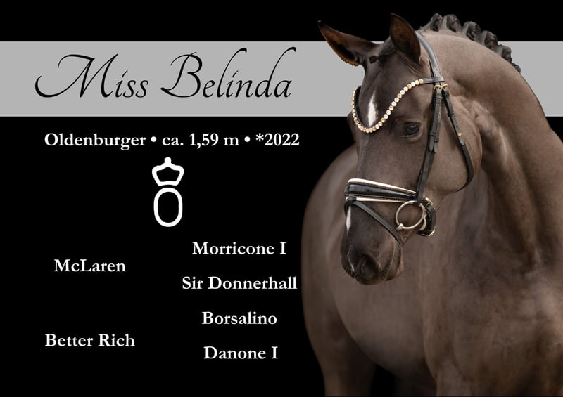 Oldenburger, Stute in Wehringen